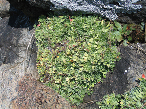 Photo By: David Werier. Photo taken: Essex County, NY on 31 August 2006